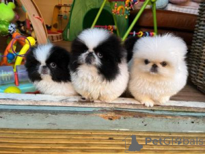 Photo №1. pekingese - for sale in the city of Heidelberg | negotiated | Announcement № 170179