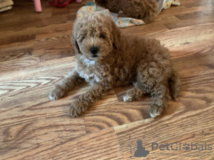 Photo №1. labradoodle - for sale in the city of Berlin | Is free | Announcement № 126270