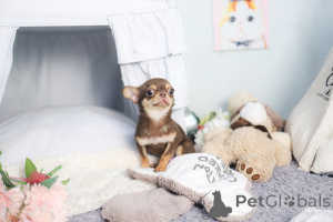 Photo №3. Chuhuahua puppy for adoption. United States
