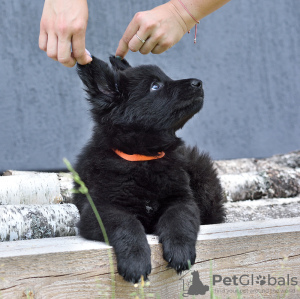 Photo №2 to announcement № 21673 for the sale of german shepherd - buy in Belarus private announcement