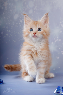Photo №1. maine coon - for sale in the city of St. Petersburg | 544$ | Announcement № 5520