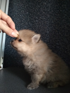Photo №3. Pomeranian puppy. Belarus