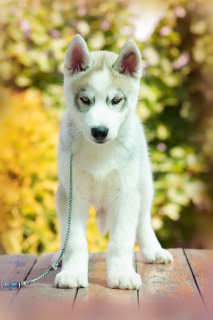 Photo №2 to announcement № 2563 for the sale of siberian husky - buy in Russian Federation from nursery