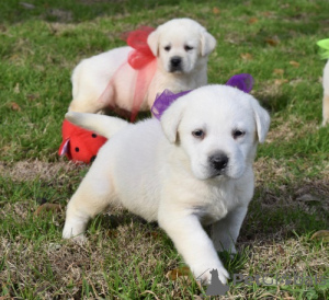 Photo №2 to announcement № 176544 for the sale of labrador retriever - buy in Spain 