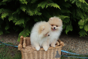 Additional photos: Cute Pomeranian Puppies