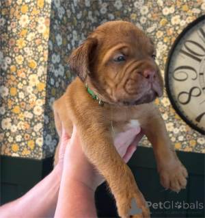 Photo №1. non-pedigree dogs - for sale in the city of Augustusburg | 329$ | Announcement № 153478