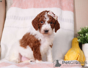 Photo №4. I will sell poodle (royal) in the city of Мелвилл. breeder - price - negotiated