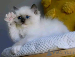 Photo №1. maine coon - for sale in the city of Калифорния Сити | negotiated | Announcement № 116731