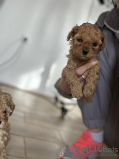 Additional photos: Miniature poodle puppies