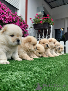 Photo №2 to announcement № 155713 for the sale of chow chow - buy in Serbia 