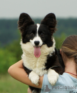 Photo №2 to announcement № 111544 for the sale of welsh corgi - buy in Italy private announcement, from nursery, breeder