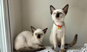 Photo №1. siamese cat - for sale in the city of Thuringenhausen | 258$ | Announcement № 167363