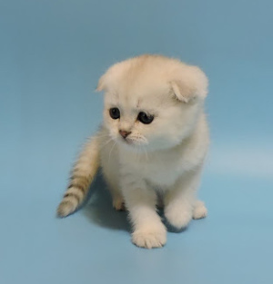 Photo №4. I will sell scottish fold in the city of Kharkov. breeder - price - 334$