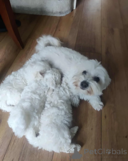 Photo №1. maltese dog - for sale in the city of Finnholmen | 465$ | Announcement № 155260