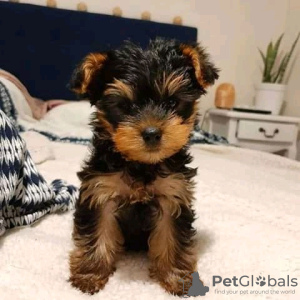 Photo №1. yorkshire terrier - for sale in the city of Erzelj | 532$ | Announcement № 13752
