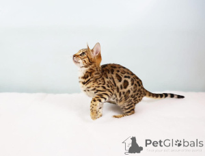 Photo №1. bengal cat - for sale in the city of Wels | 706$ | Announcement № 153406
