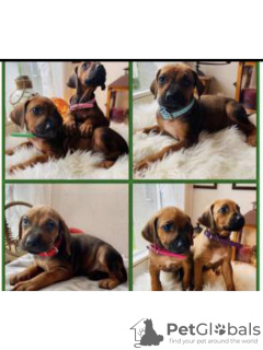 Photo №1. rhodesian ridgeback - for sale in the city of Aarau | 2366$ | Announcement № 30906