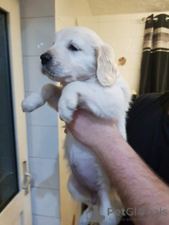 Photo №4. I will sell golden retriever in the city of Toropets. private announcement, breeder - price - 475$