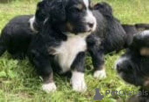 Photo №3. Outstanding Bernedoodle puppies for sale. Germany