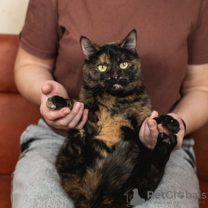 Photo №3. The wonderful cat Klava is looking for a family!. Russian Federation