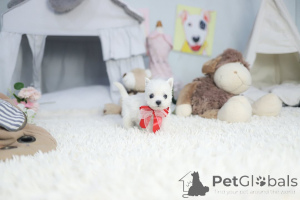 Photo №3. Dean Janet Kay puppies house family for adoption and rehoming. United States