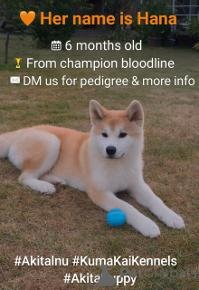 Photo №3. Akita Inu 6-Month-Old Female, FCI, Champion Bloodline. Serbia