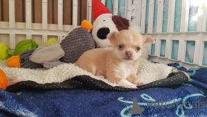 Photo №4. I will sell chihuahua in the city of Göttingen. breeder - price - 358$