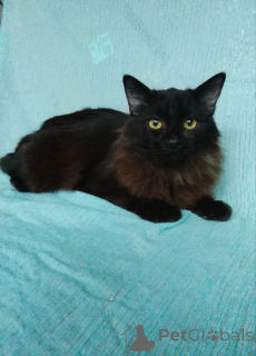 Photo №3. Wonderful cat Bruno is looking for a home!. Russian Federation