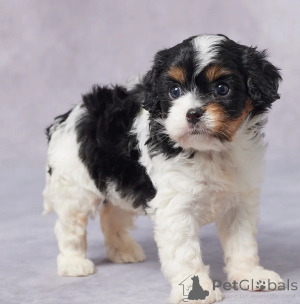 Photo №1. cavalier king charles spaniel - for sale in the city of Dubai | negotiated | Announcement № 158649