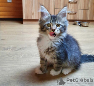 Photo №1. maine coon - for sale in the city of Kharkov | 550$ | Announcement № 13983