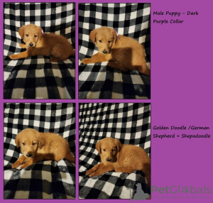 Photo №1.  - for sale in the city of Los Angeles | 400$ | Announcement № 133636