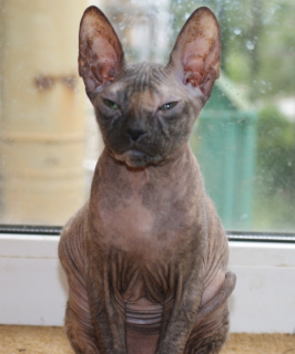 Photo №1. donskoy cat - for sale in the city of St. Petersburg | 134$ | Announcement № 3271
