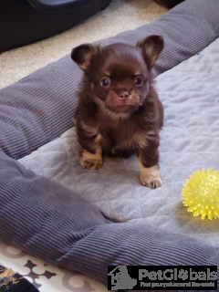 Photo №2 to announcement № 134578 for the sale of chihuahua - buy in Germany private announcement