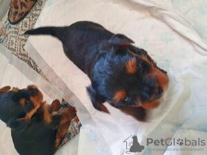 Photo №1. yorkshire terrier - for sale in the city of Jever | Is free | Announcement № 10348