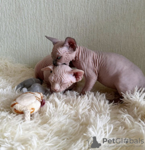 Photo №1. sphynx cat - for sale in the city of New York | 300$ | Announcement № 87610