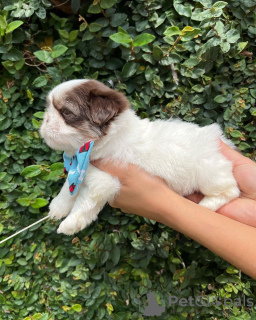 Photo №1. shih tzu - for sale in the city of Julianadorp | Is free | Announcement № 100083