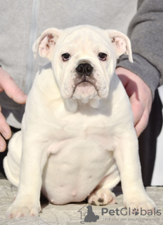 Additional photos: English Bulldog puppies