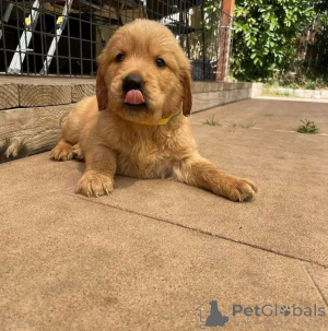 Photo №3. Hermosos cachorros Leberador Retriever listos para un nuevo hogar.. Spain