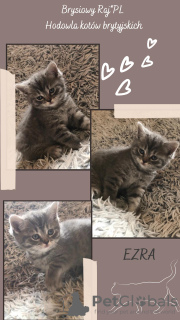 Additional photos: BREEDING BRITISH CATS. Pedigree FPL / FIFE / Koty ready to receive / Warsaw