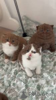 Photo №2 to announcement № 164827 for the sale of exotic shorthair - buy in Finland private announcement, breeder