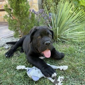 Photo №1. cane corso - for sale in the city of Gdańsk | negotiated | Announcement № 171213