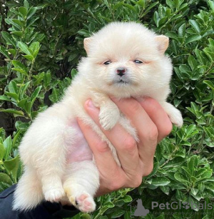 Additional photos: Pomeranian puppies