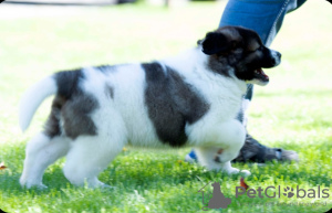 Additional photos: Caucasian Shepherd puppies