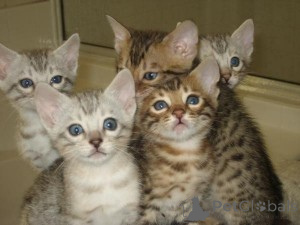 Photo №1. bengal cat - for sale in the city of Helsinki | 774$ | Announcement № 160443
