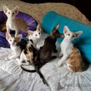 Photo №1. oriental shorthair - for sale in the city of Warsaw | 413$ | Announcement № 168359