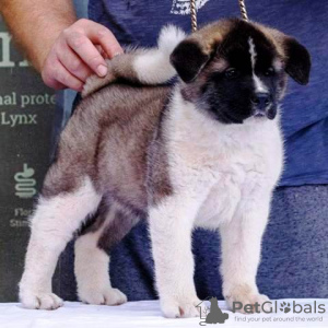 Photo №1. american akita - for sale in the city of Belgrade | negotiated | Announcement № 113588