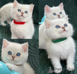 Photo №1. british shorthair - for sale in the city of Dublin | negotiated | Announcement № 168460