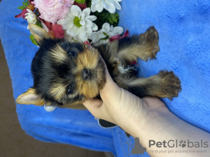 Photo №1. yorkshire terrier - for sale in the city of New York | 2000$ | Announcement № 20568