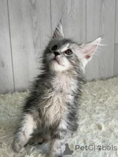 Photo №1. maine coon - for sale in the city of Antwerp | Is free | Announcement № 165246