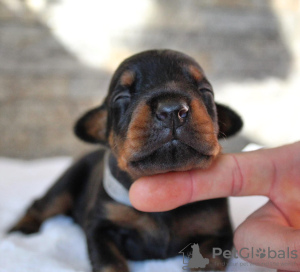 Photo №1. dobermann - for sale in the city of Belgrade | negotiated | Announcement № 83434